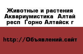 Животные и растения Аквариумистика. Алтай респ.,Горно-Алтайск г.